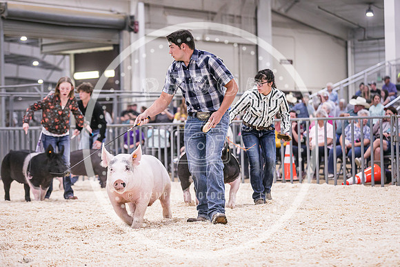 Swine Showmanship-6070