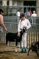 Dairy Goats-1108