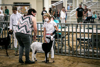 Dairy Goats-1099