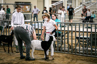 Dairy Goats-1098