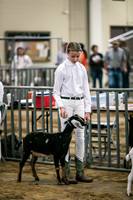 Dairy Goats-1113