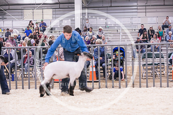 Market Lambs-4795