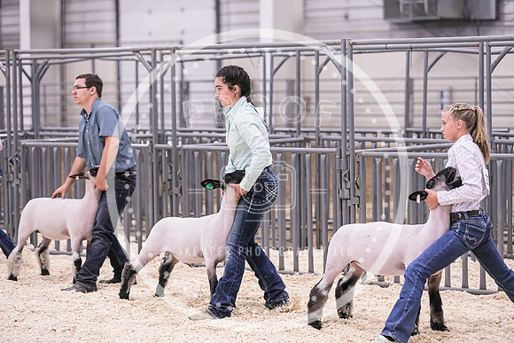 Market Lambs-4821