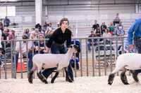 Market Lambs-4798