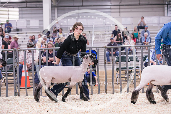 Market Lambs-4798