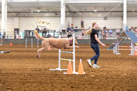 2024 4-H Dog Show AGILITY-4