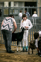 Dairy Goats-1107