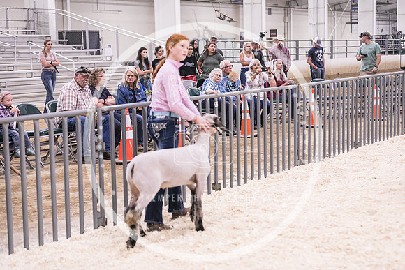 Market Lambs-4803