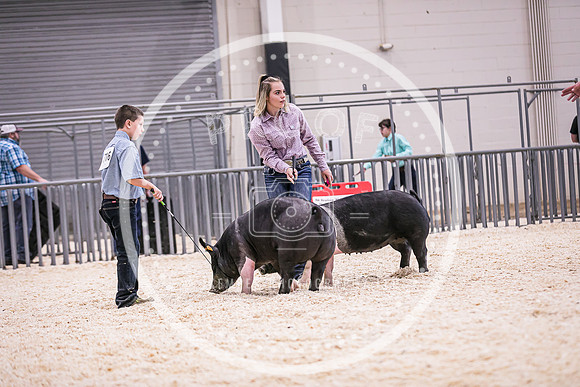 Swine Market-7234