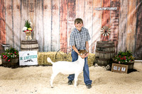 Goats- Backdrop-3393