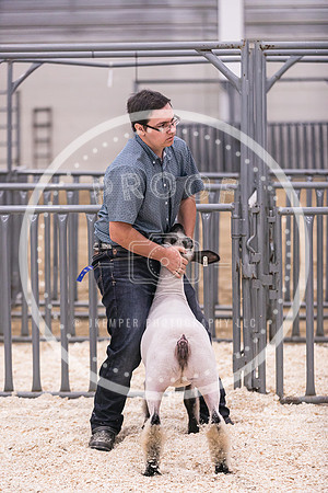 Market Lambs-4812