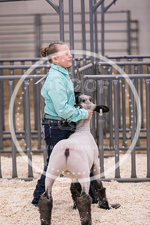Market Lambs-4816