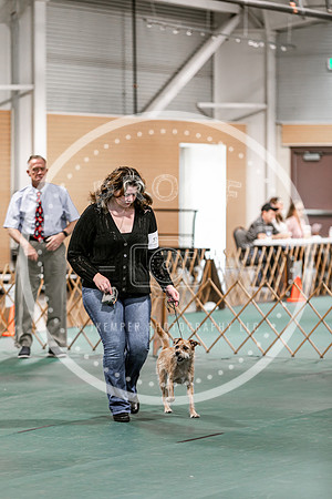 2024 4-H Dog Show SATURDAY-7297