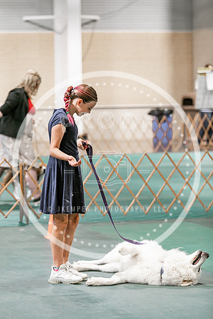 2024 4-H Dog Show SATURDAY-7277