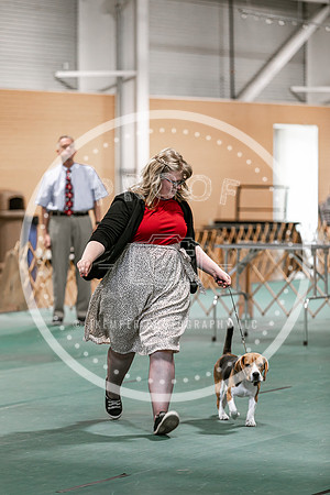 2024 4-H Dog Show SATURDAY-7272