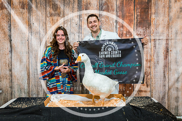 Poultry Backdrop 2023 PRINT-6488