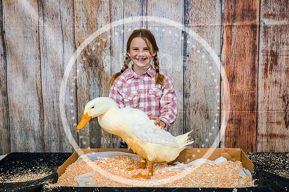 Poultry Backdrop 2023 PRINT-6533