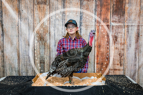 Poultry Backdrop 2023 PRINT-6554