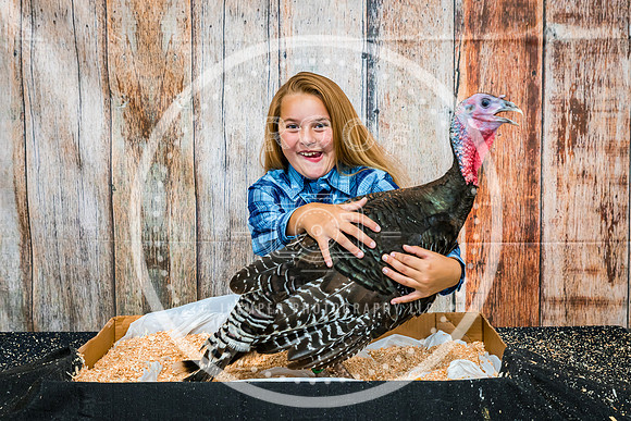 Poultry Backdrop 2023 PRINT-6542
