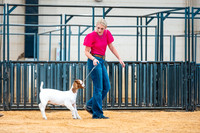 Goat Show- 2023-7830