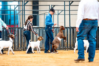 Goat Show- 2023-7833
