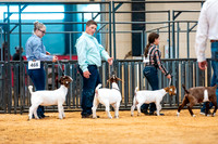 Goat Show- 2023-7834