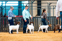 Goat Show- 2023-7835