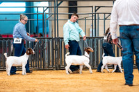 Goat Show- 2023-7836