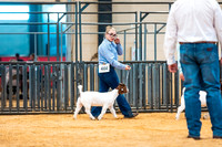 Goat Show- 2023-7837