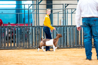Goat Show- 2023-7838