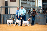 Goat Show- 2023-7839