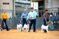 Goat Show- 2023-7841