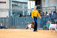 Goat Show- 2023-7844