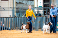 Goat Show- 2023-7843