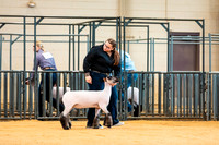 Sheep Show- 2023-8379