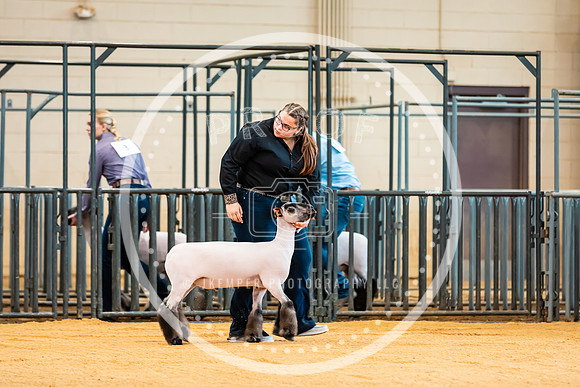 Sheep Show- 2023-8379