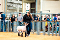 Sheep Show- 2023-8381
