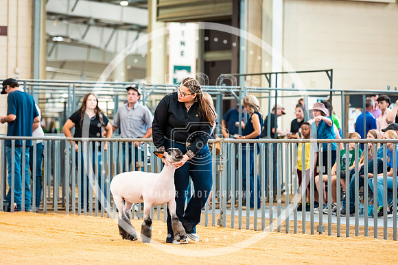 Sheep Show- 2023-8381