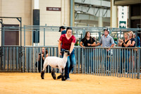 Sheep Show- 2023-8382
