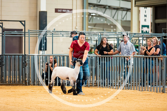 Sheep Show- 2023-8382