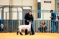 Sheep Show- 2023-8380