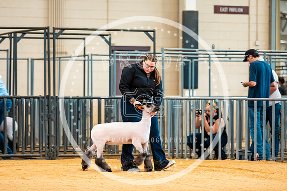 Sheep Show- 2023-8380