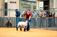 Sheep Show- 2023-8383