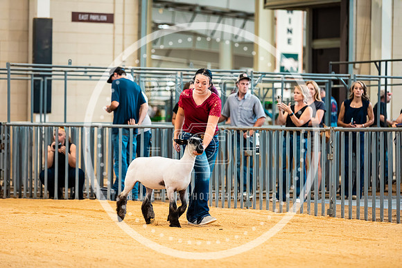 Sheep Show- 2023-8383
