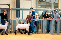 Sheep Show- 2023-8384