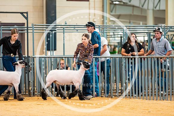 Sheep Show- 2023-8384