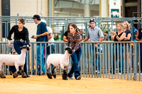 Sheep Show- 2023-8385