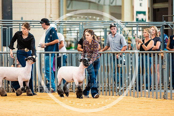 Sheep Show- 2023-8385