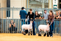 Sheep Show- 2023-8386
