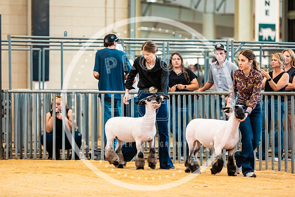 Sheep Show- 2023-8386